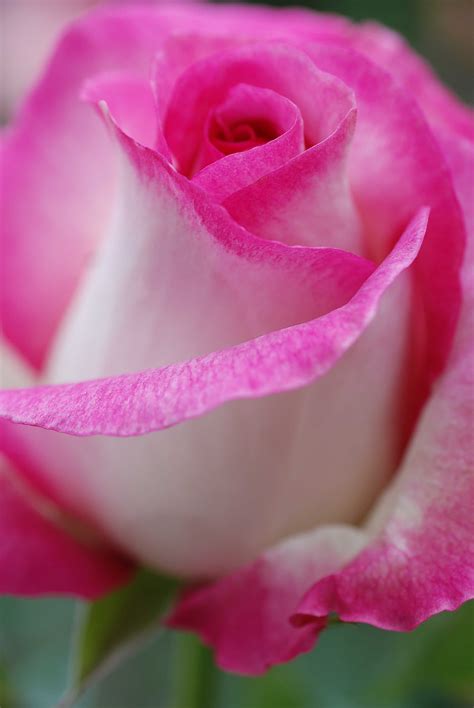 Bliss In My Garden Pink Flowers Beautiful Rose Flowers