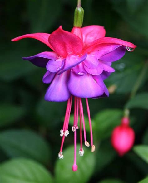 The 25 Best Most Beautiful Flowers Ideas On Pinterest