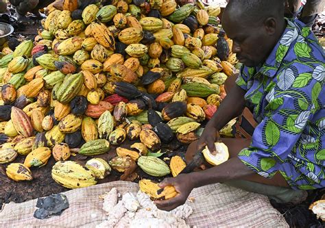 Ivory Coast Cocoa Farmers Strike As Unsold Beans Pile Up Bloomberg