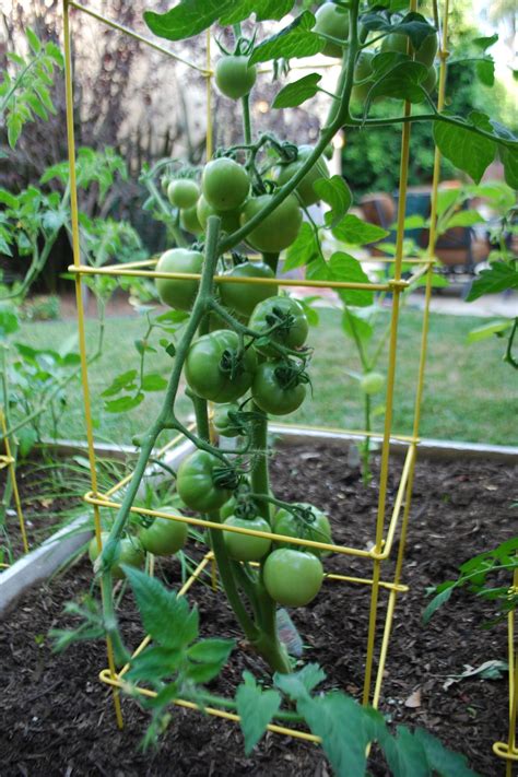 How to grow tomatoes in raised bed garden. How to Grow a Tomato Garden | DIY Garden Projects ...