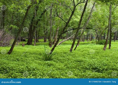Floodplain Forest And Pond Flooded Trees And Shrubs Royalty Free Stock