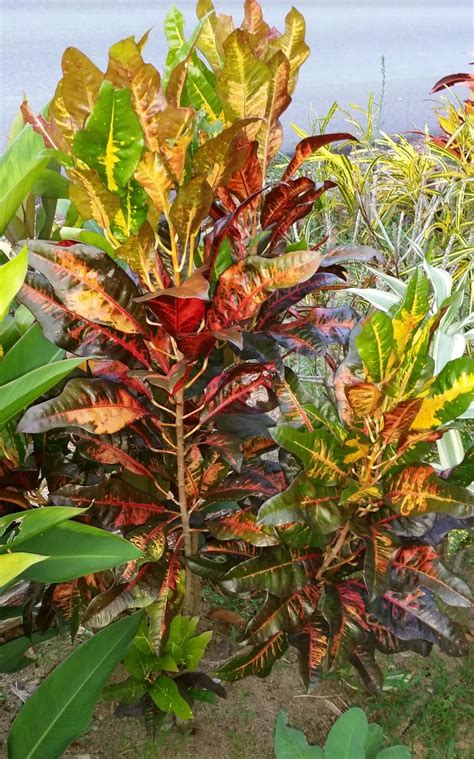 Pokok yang hendak dijadikan bonsai biasanya ditanam di dalam pasu yang kecil agar pertumbuhannya bantut. Warisan Petani: Pokok Puding.