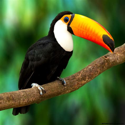 Birds In The Tropical Rainforest Wallpapers Gallery