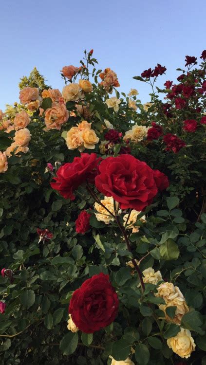 See more ideas about rose, flowers, rose tumblr. red rose wallpaper | Tumblr