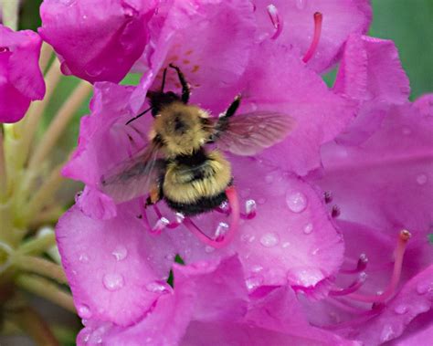pin by christine potocar on bumblebees and bees pollination ants bee
