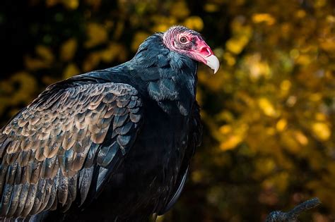 Which Animals Have The Strongest Sense Of Smell Worldatlas