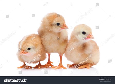 Three Baby Chicks Stock Photo Edit Now 156873167