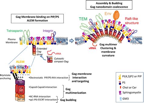 Frontiers Role Of Gag And Lipids During Hiv Assembly In Cd T