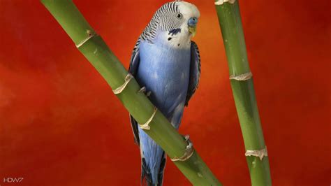 Blue Parakeet Wallpapers Wallpaper Cave