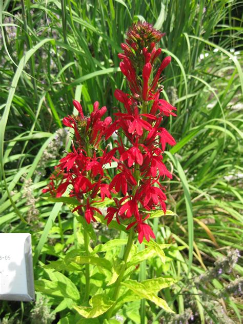 Classic Cardinal Flower Rotary Botanical Gardens