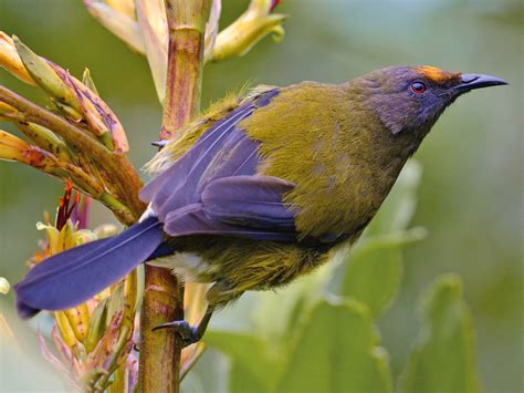 Favourite New Zealand Birds The Bellbird Keith Shorrocks Johnson