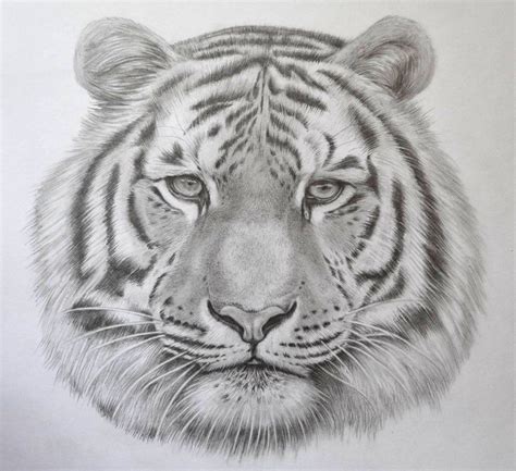 Descubrir Imagen Facil Lapiz Dibujos De Tigres Thptletrongtan Edu Vn