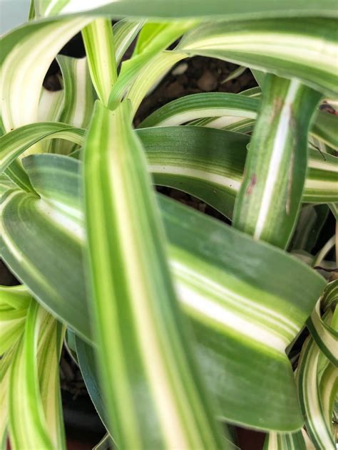 Curly Spider Plant Chlorophytum Comosum Bonnie Youngleaf