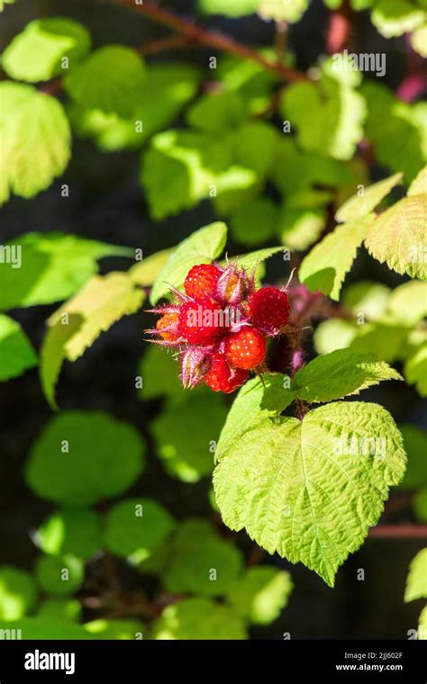 Japanese Wineberry Rubus Phoenicolasius Growing Outdoors Stock Photo