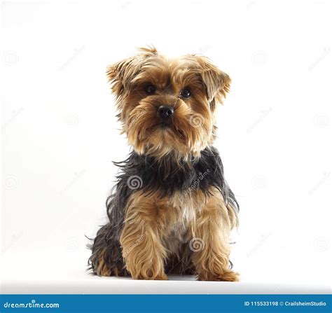 Yorkshire Terrier 1 Year Old Pet Dog Stock Photo Image Of Year Small