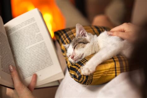10 Best Cat Books For Cat Lovers In 2023 Reviews And Top Picks Pet