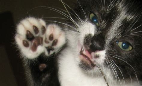 Polydactyl Cats Felines With Extra Toes Facts Mission