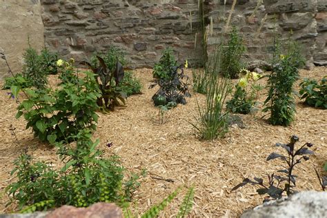 Mulching Magic: Unlock the Incredible Benefits of Mulch for Your Garden
