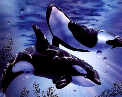 Killer Whales Wallpapers Wallpaper Cave