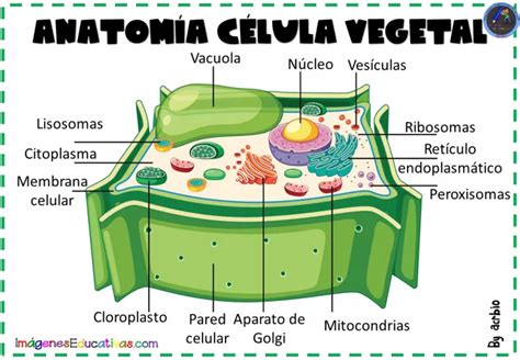 Resumen De La Celula Vegetal Nepora