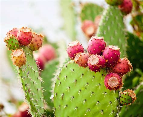 How To Propagate A Prickly Pear Cactus Mother Earth News