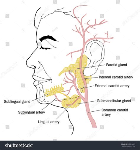 Salivary Glands Blood Vessels Neck Face Stock Vector 268916609