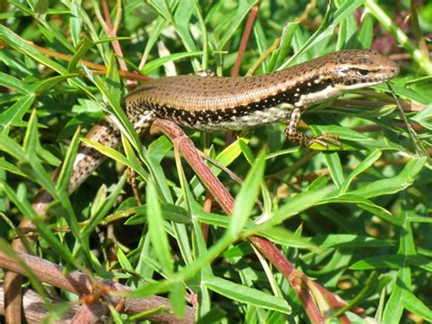 As in olden days people use to say that they will run after you o bite. Lizards | The Reptile Report | Page 3