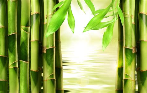 Bamboo Wallpapers Top Free Bamboo Backgrounds Wallpaperaccess