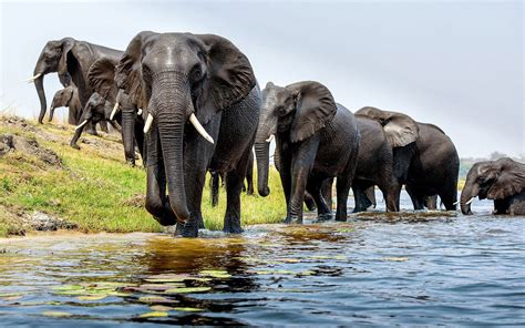 African Bush Elephant Hd Wallpaper