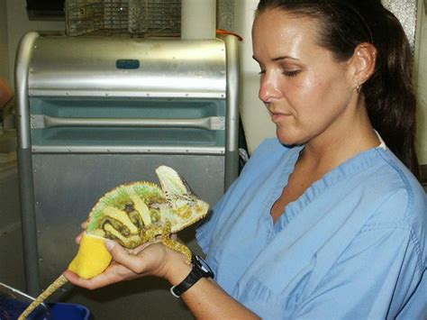 Diving Into Veterinary Medicine At The Georgia Aquarium Vet Set Go