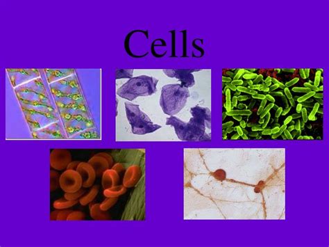 Ppt Cells Powerpoint Presentation Free Download Id5836127