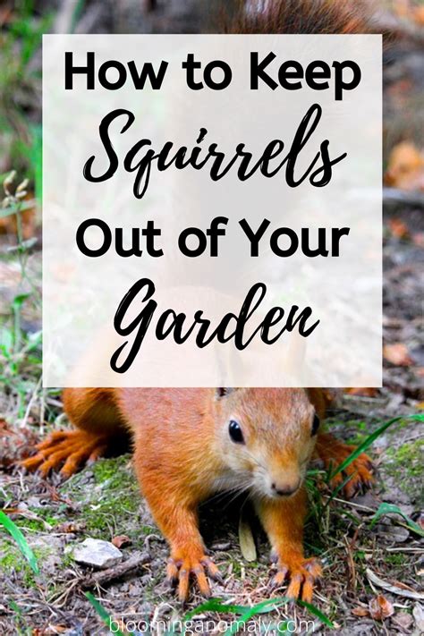 How to keep squirrels away from your bulbs this past fall, i ordered a bulb mix that included tulips from a local landscape designer, candy venning of venni gardens. How to Keep Squirrels Out of Your Garden - Blooming Anomaly