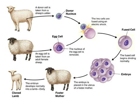 How Does Cloning Work? » Science ABC