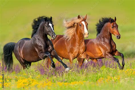 Horses Run Gallop In Flower Meadow Stock Photo Adobe Stock