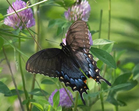 Female Tiger Swallowtail Photograph By Deb Henman Pixels