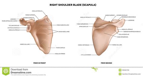 Think about pulling your shoulder blades apart. Shoulder blade (scapula) stock vector. Illustration of anatomical - 30556790