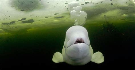 Belugas In Alaska Are Being Killed By Oil Drilling Lawsuit Alleges