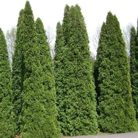 Full Speed A Hedge® Arborvitae Thuja Occidentalis American Pillar