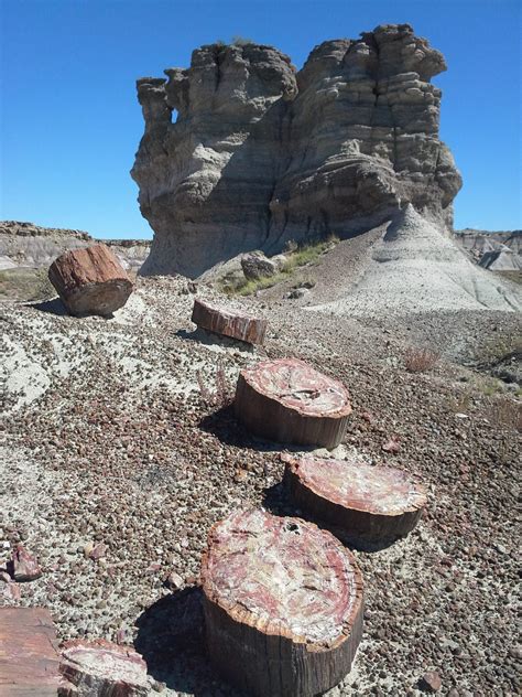 Visit Petrified Forest National Park With Just Ahead - Just Ahead