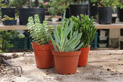 Types Of Succulents Eastern Leaf Knowledge Base