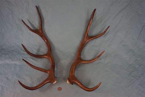 Pair Of 2 Red Deer Antlers Stags 10 Pointer Buck Antlers Etsy