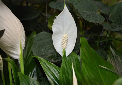 Spathiphyllum Conseils Plantation Et Entretien De La Fleur De Lune