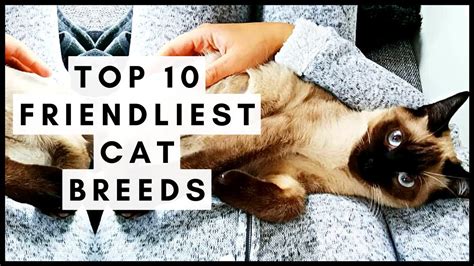 Top 10 Friendliest Cat Breeds Youtube