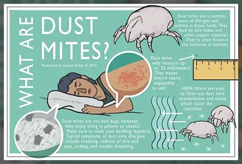 Dust Mites Allergy Symptoms Causes And More Dentist Ahmed
