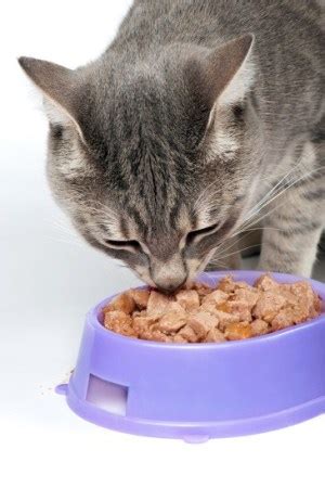 With their senior cat food, the formula features a macronutrient profile that better fits older cats. Best Wet Cat Food (BENEFITS + REVIEWS) That Cats Will Love ...