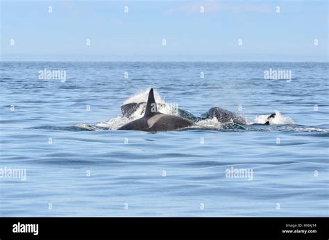 Southern Resident Orcas J Pod J 4 Matriline Orca Orcinus Feeding