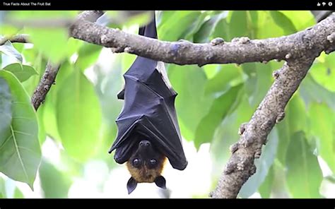 Fruit Bat Fruit Bat Bat Photos Bat