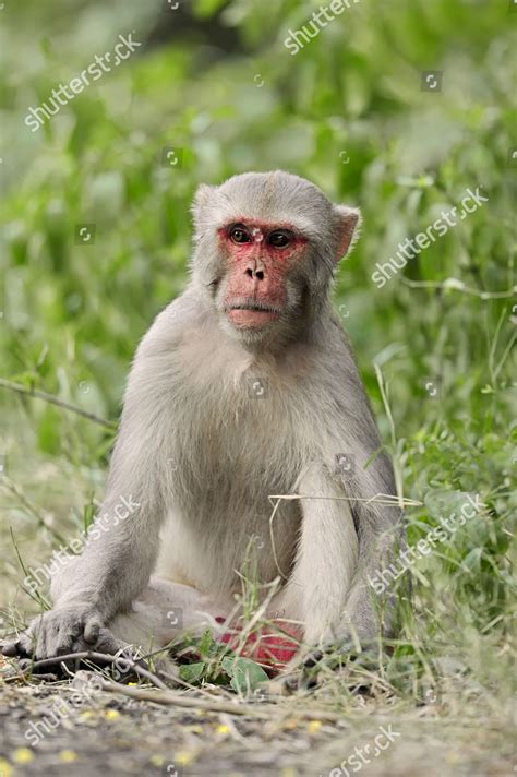 Rhesus Macaque Rhesus Monkey Macaca Mulatta Editorial Stock Photo