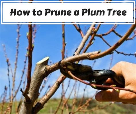 How To Prune A Plum Tree Properly Decor Or Design
