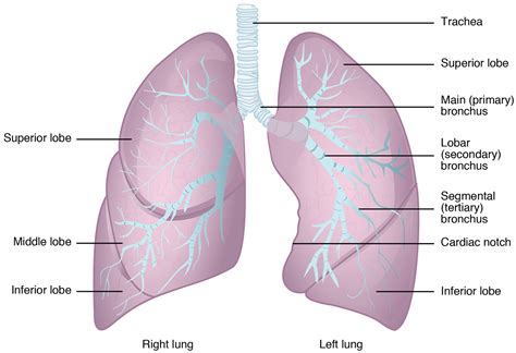 Unit 4 The Respiratory System Douglas College Human Anatomy